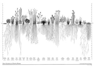 Hypothetical image of prairie plant profile by Conservation Research Institute, Heidi Natura
