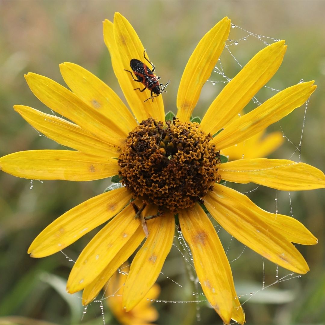 Web HP Green prairie with yellow sunflowers with prairie visitors in the background
