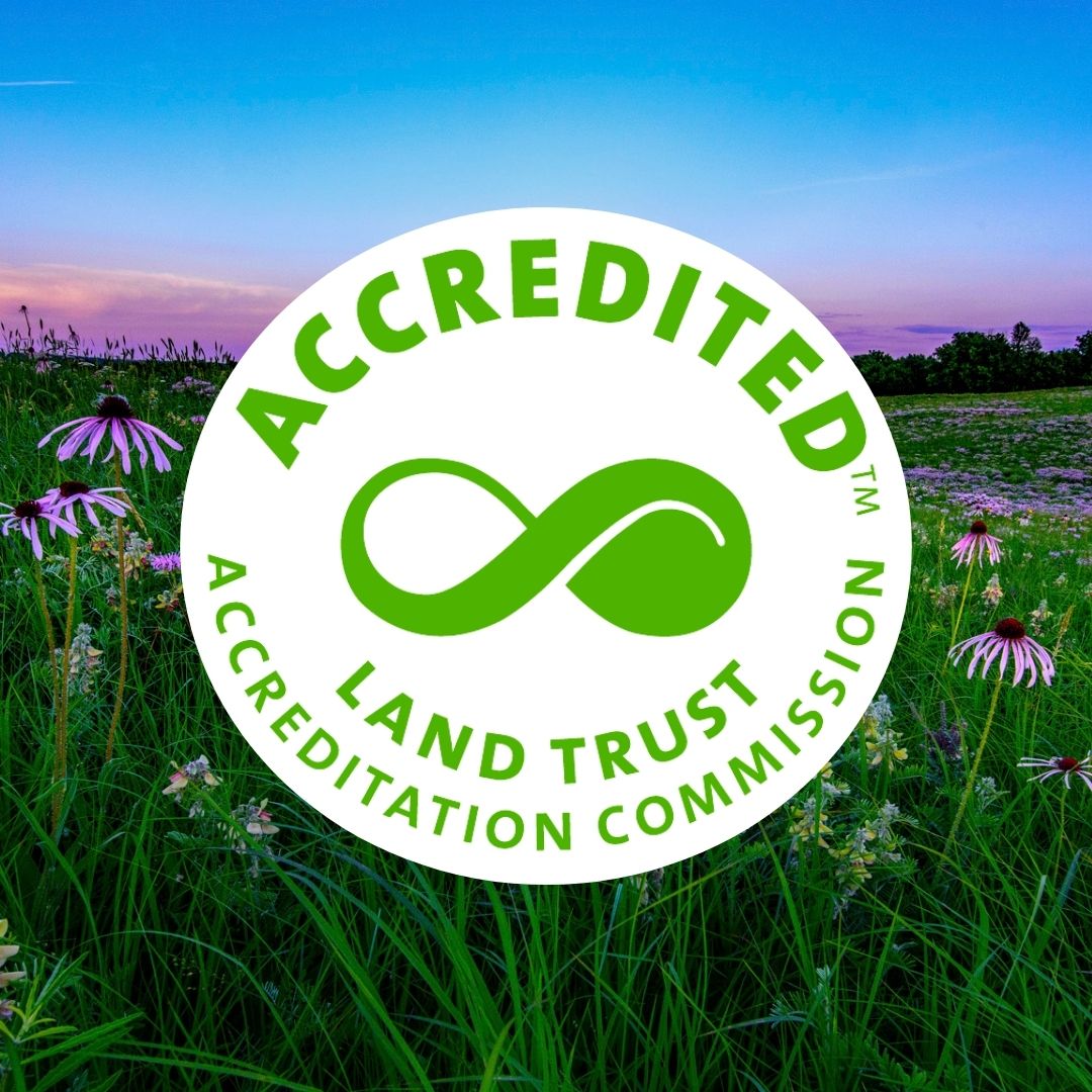 LTA A Lush green prairie with purple cone flowers and a vibrant blue and purple sunset