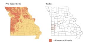 Two maps of Missouri, the first one with large sections of dark orange representing 15 million acres of prairie pre-settlement, and the second map with very little dark orange, showing the fewer than 60,000 scattered acres of prairie today