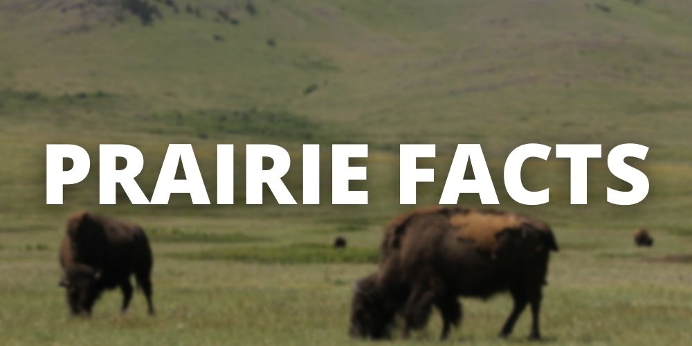Button for "Prairie Facts" with blurred bison in the background