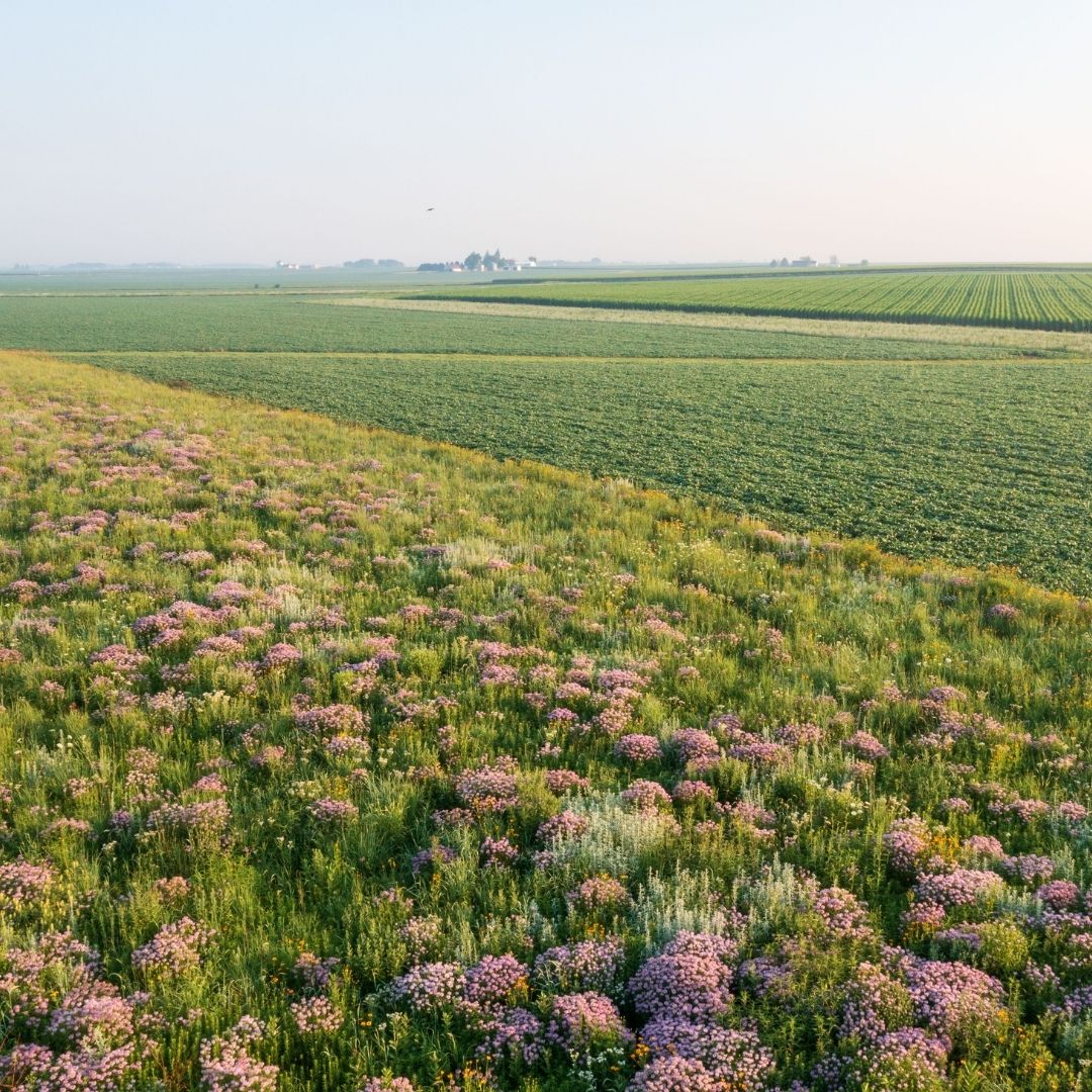 Photo of a green soybean field with a strip of prairie to the left with green and purple native plant clumps