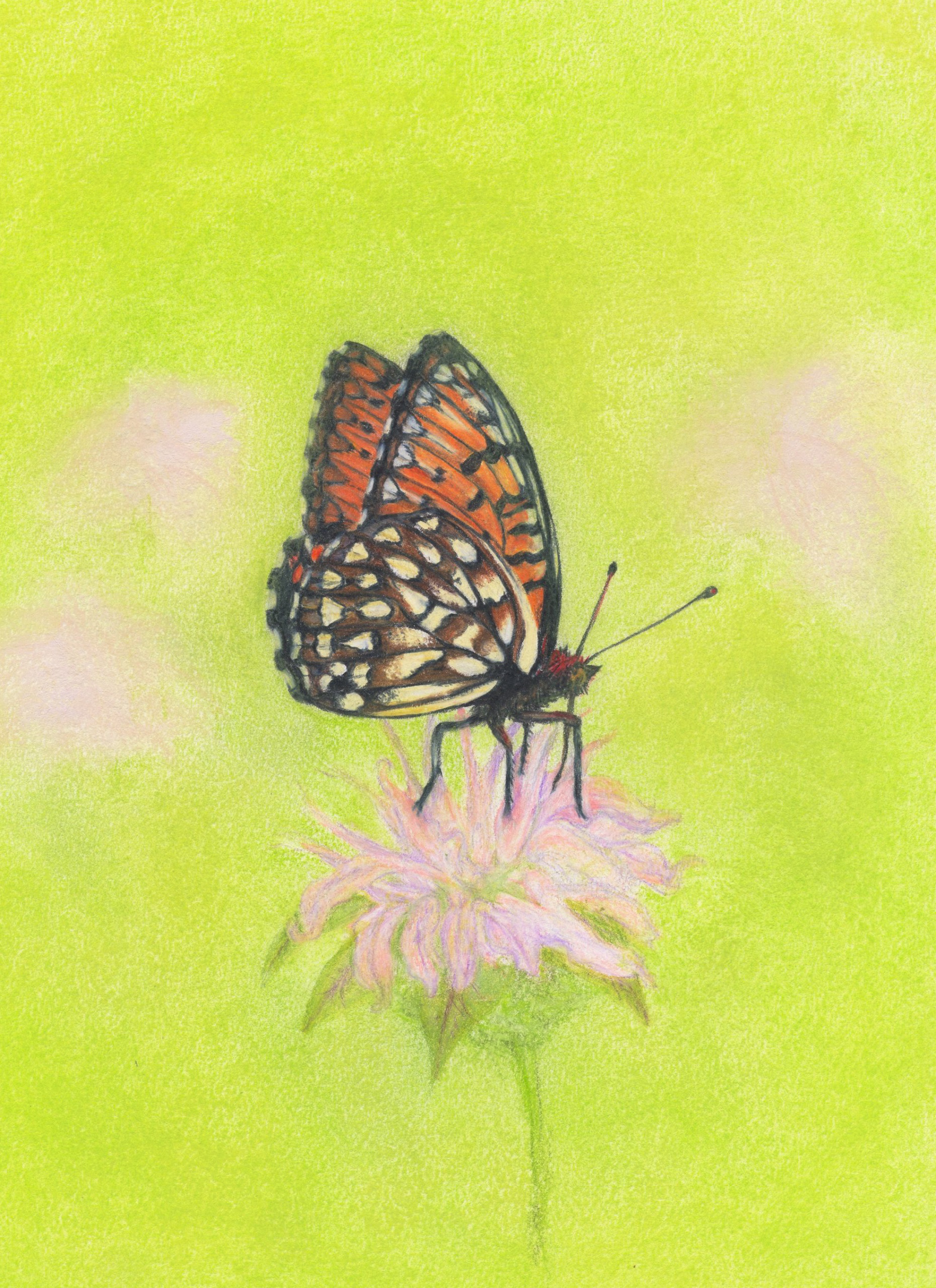 Pencil and chalk pastel drawing of regal fritillary butterfly on flower.
