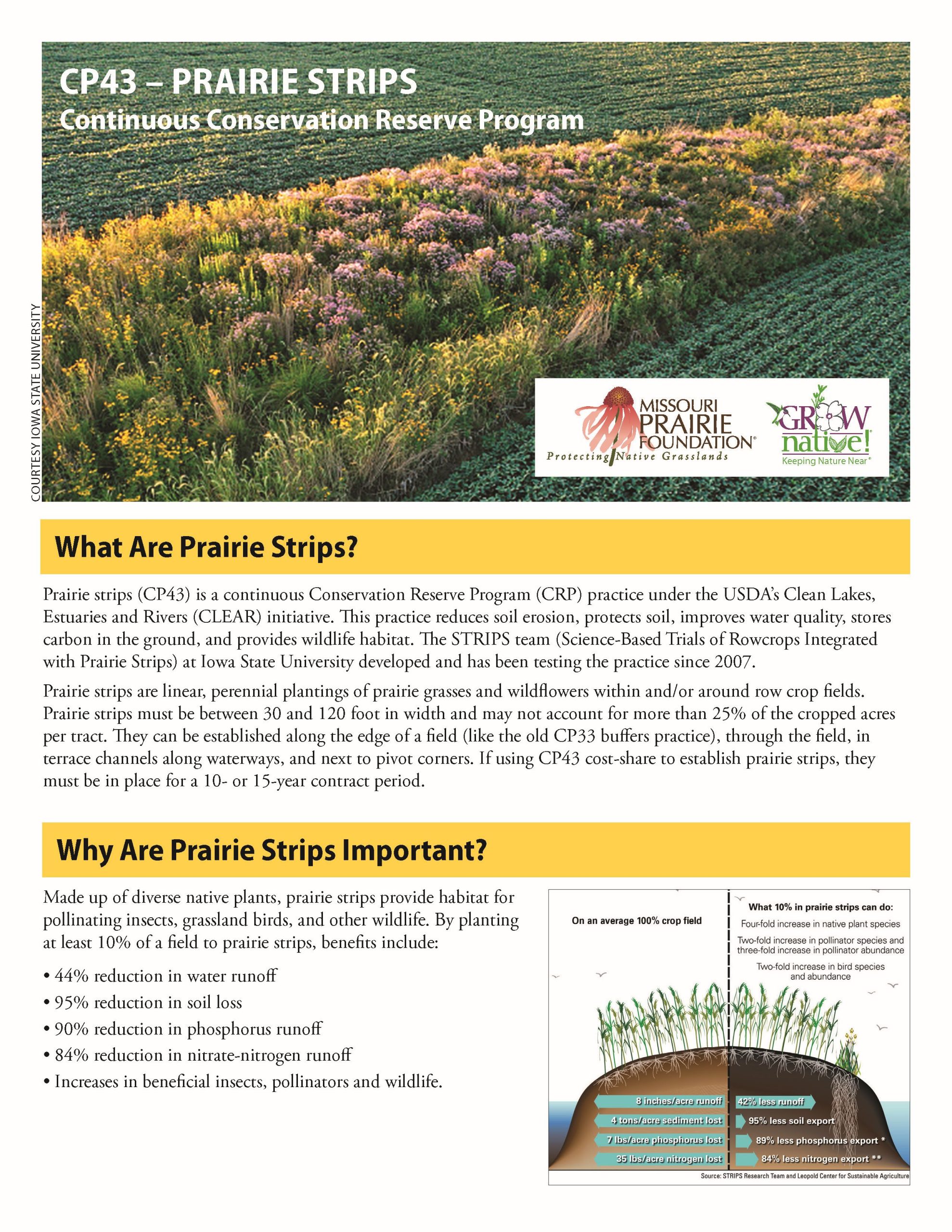 PrairieStripsHandout_2023_Page_1 flyer showing a photo of prairie strips and a graphic with info about the benefits of prairie strips and text explaining prairie strips