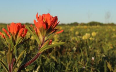 Plant Conservatism & CC Values