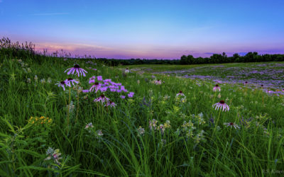 National Prairie Day is June 6, 2020—Use New Online Public Prairies Directory to Visit MO Prairies