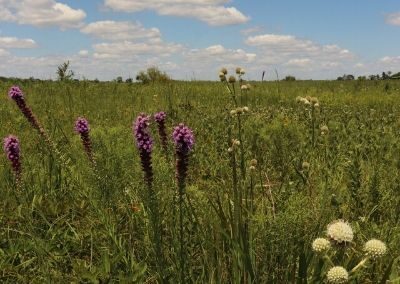 Lattner Prairie