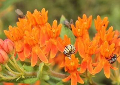 Northwest Lawrence County Prairie