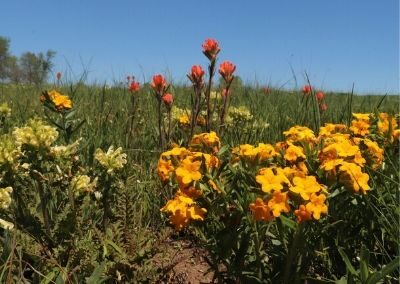 Noah Brown’s Prairie