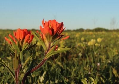Penn-Sylvania Prairie