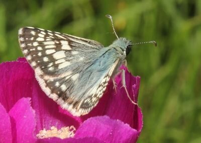 The Rae Letsinger Prairie