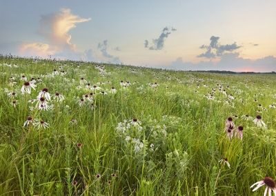 Schwartz Prairie
