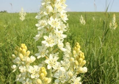 Snowball Hill Prairie