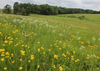 Stark Family Prairie
