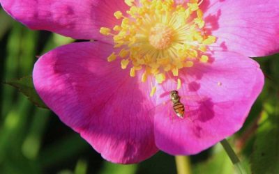 Good News for Charitable Giving in 2020