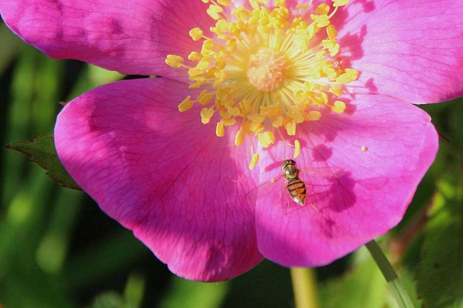 Good News for Charitable Giving in 2020