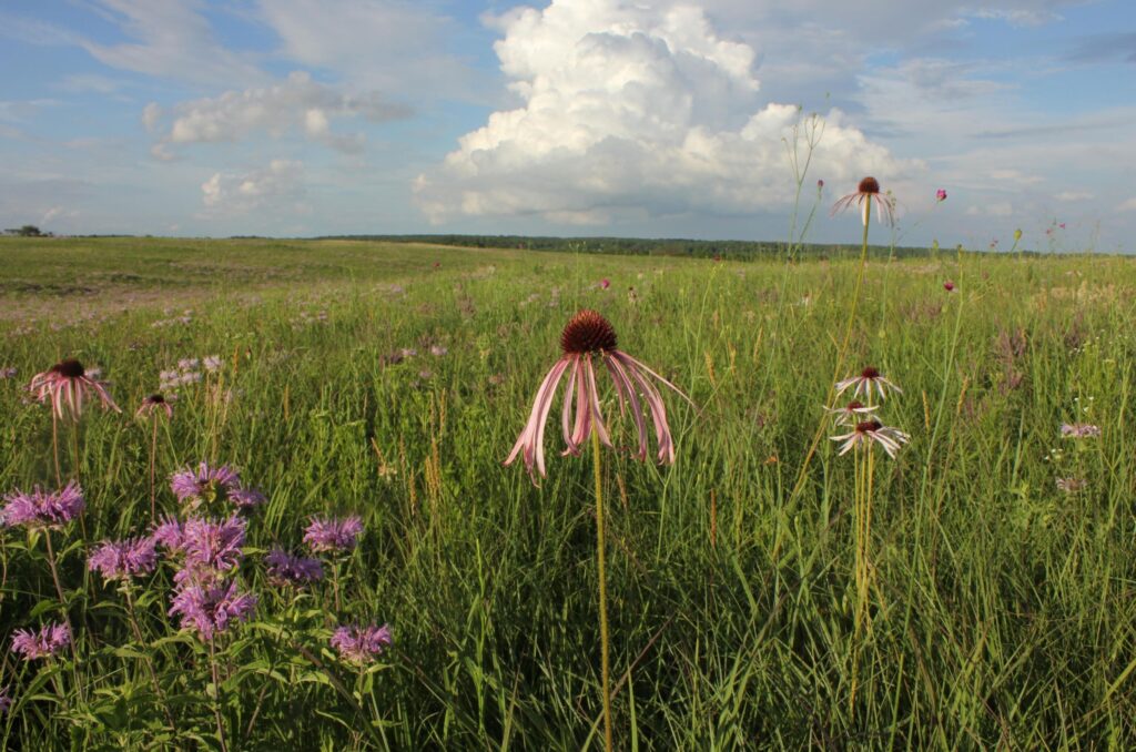 Pale Purple Coneflower (Echinacea pallida)