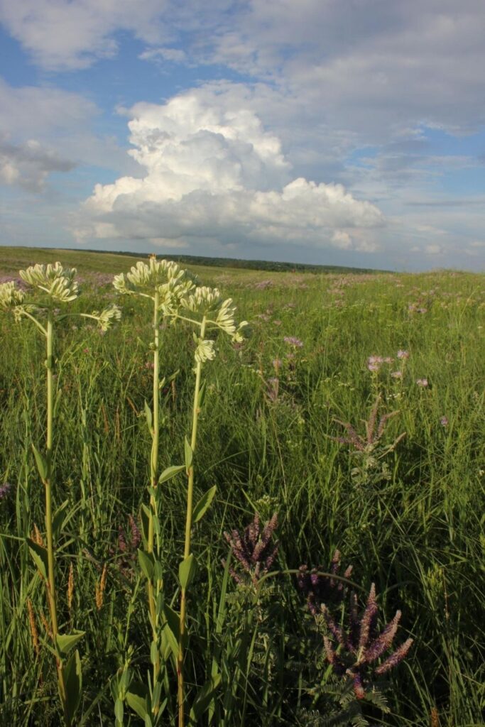 Prairie Indian Plantain (Arnoglossum plantagineum)