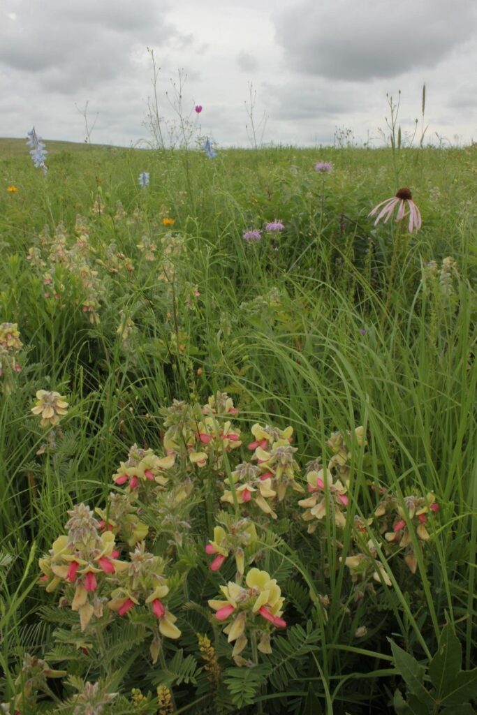 Linden's Prairie GoatsRue (Tephrosia virginia) & other wildflowers