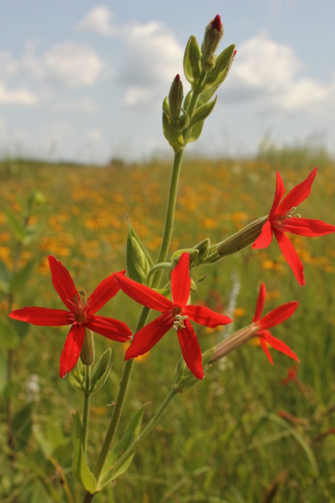 Red royal catchfly flower in bloom