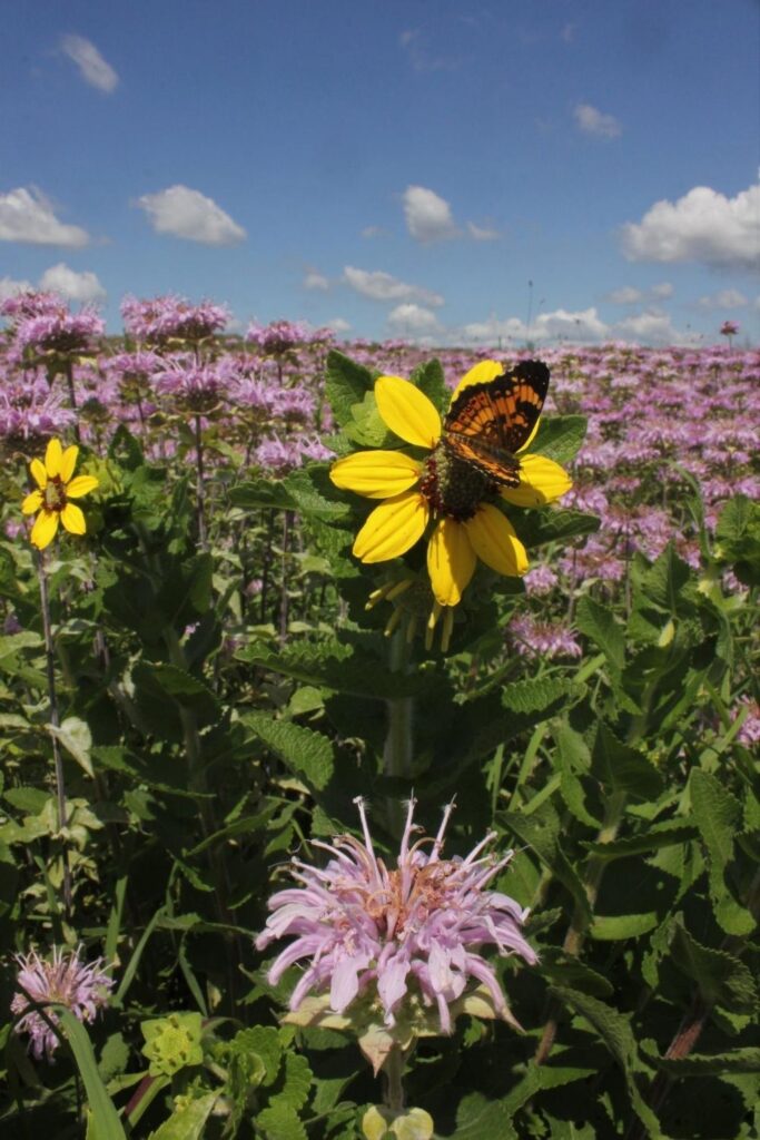 silvery checkerspot on texas green-eye (Berlandiera texana)