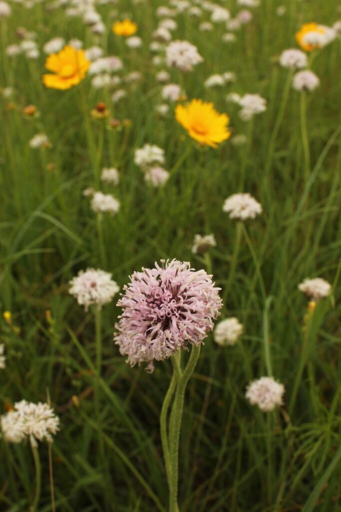 Purple Barbara's buttons flower in bloom with yellow coreopsis flowers