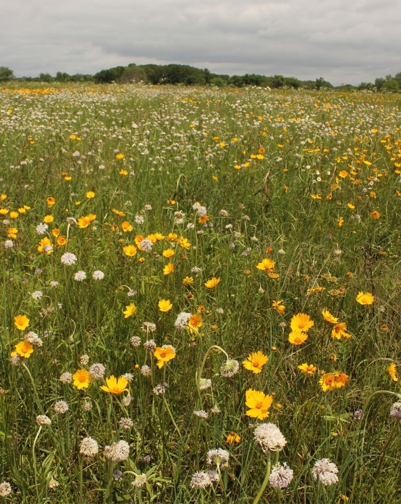 Wildflowers blooming in Noah Brown's Prairie