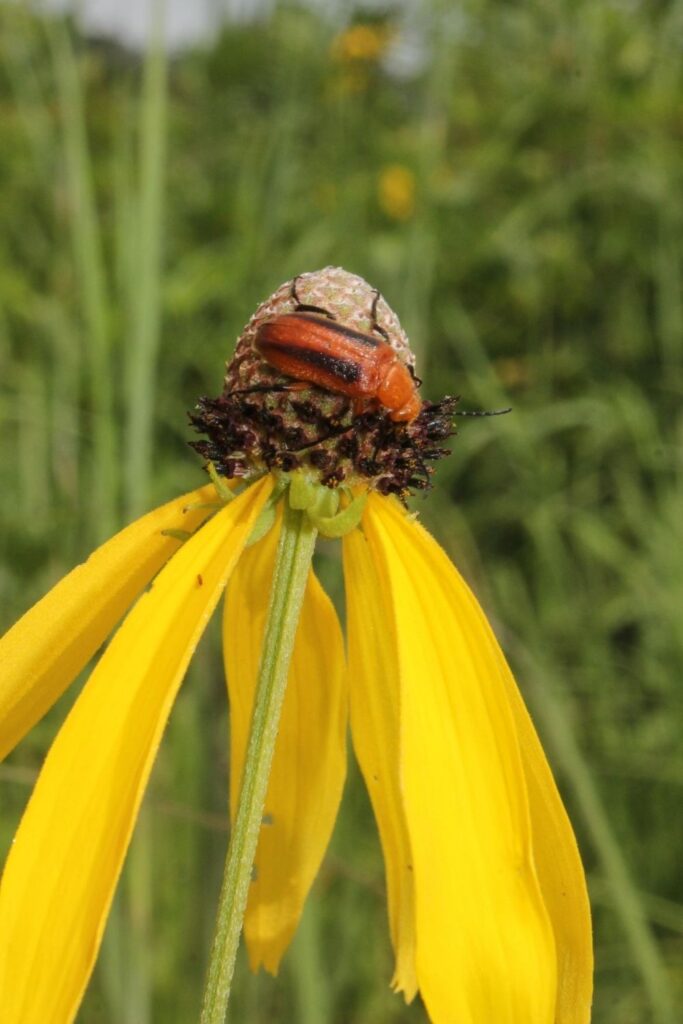 Beetle on gray-headed coneflower (Ratibida pinnata)- Stark Prairie