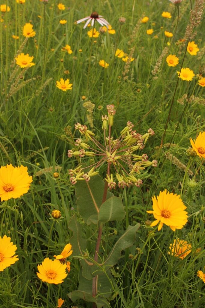 Bigflower coreopsis (C. grandiflora) & sand milkweed