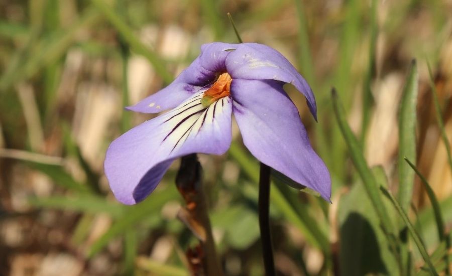 Bird's foot violet BS