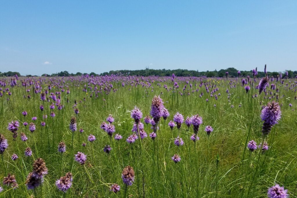 Blazing star flowers blooming in field