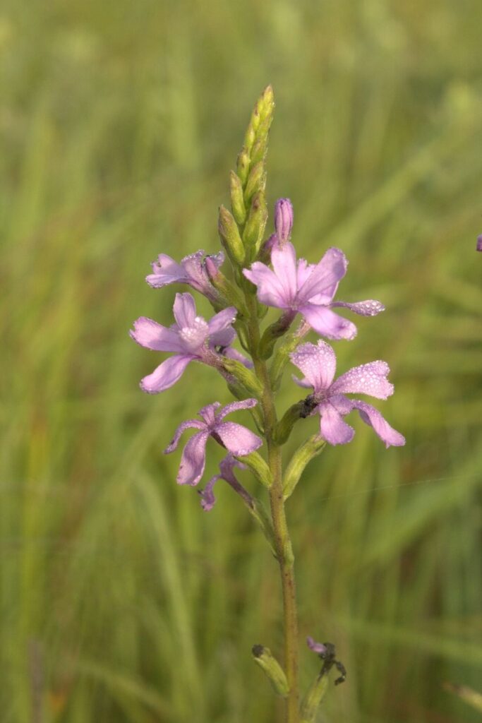 Blue hearts flower in bloom
