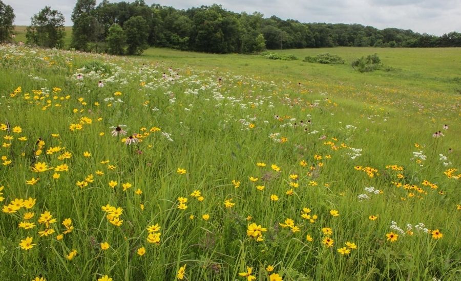 Diverse wildflowers. Photo: Bruce Schuette