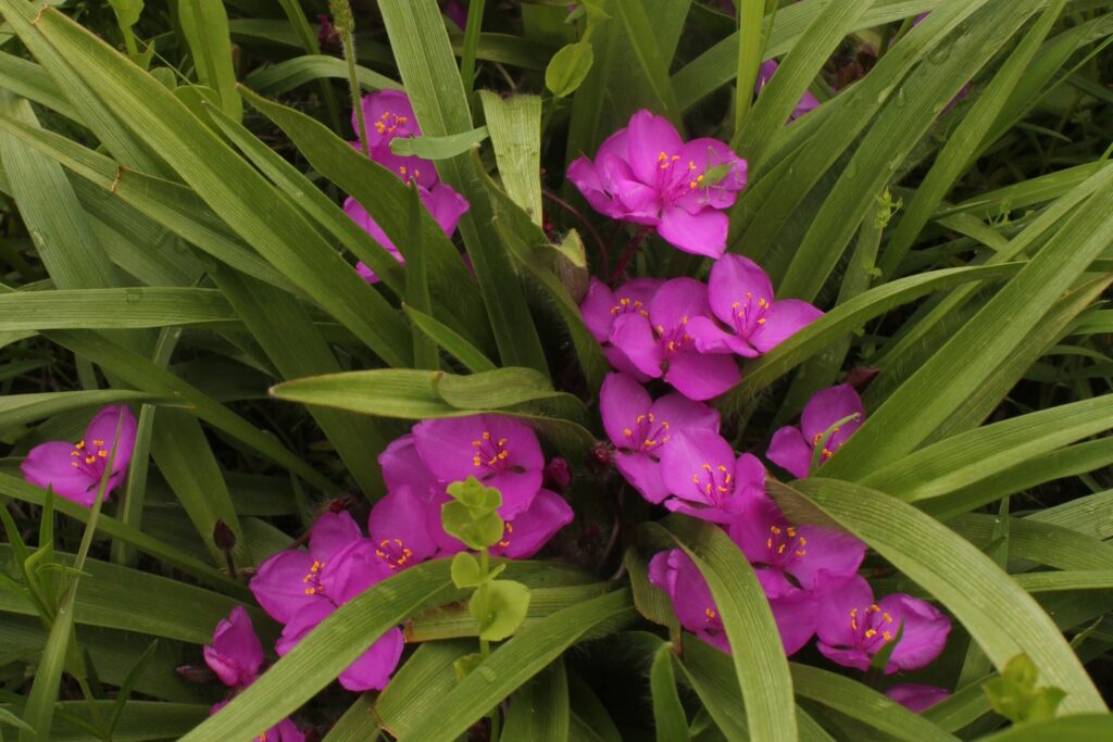 purple dwarf spiderwort blooming