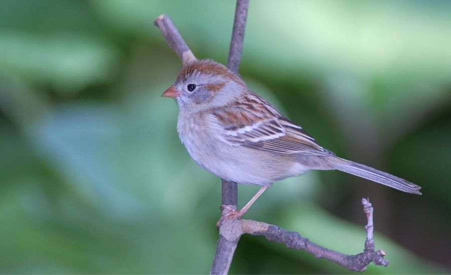 Field sparrow MDC