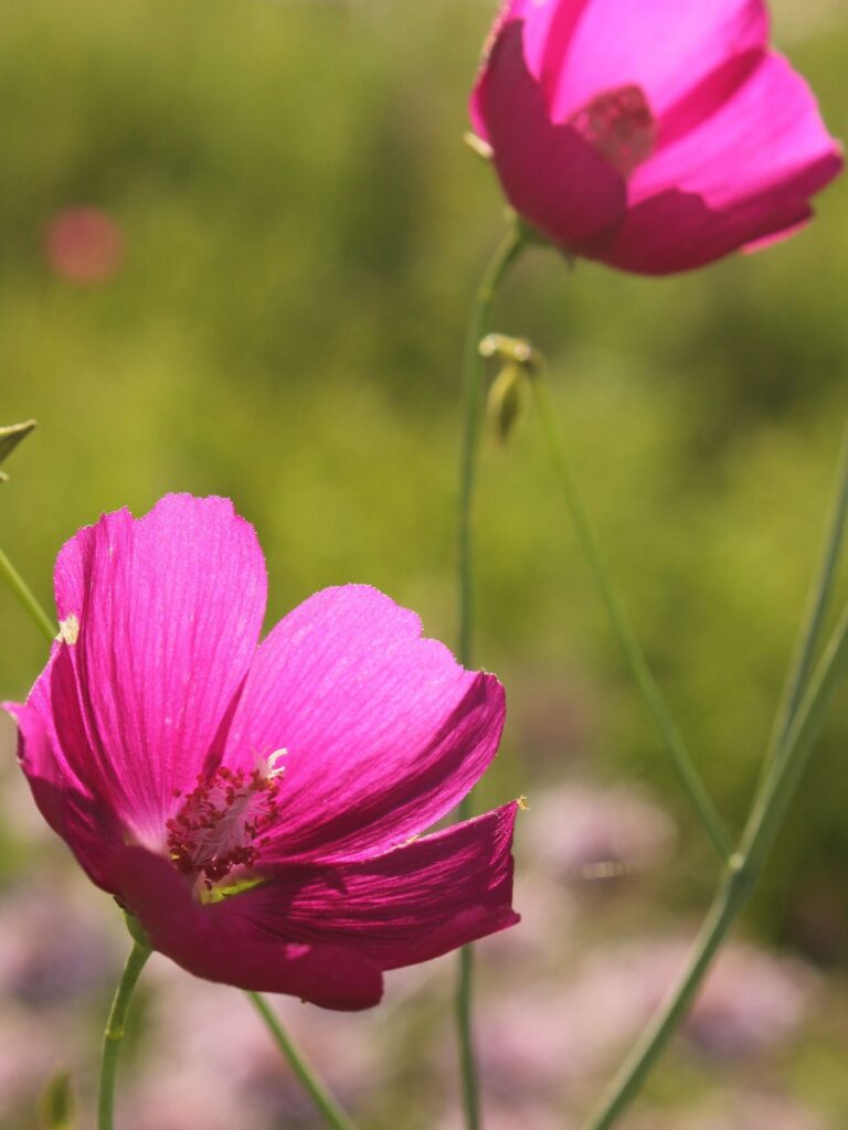 Purple fringed poppy mallow blooming