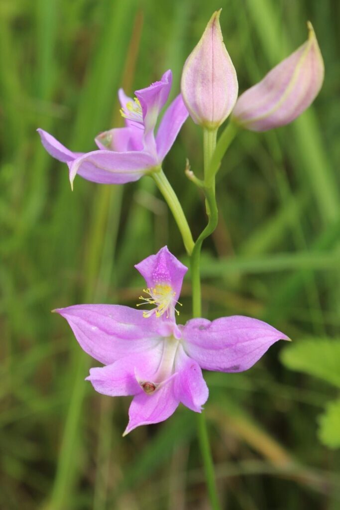 GrassPinkOrchid(Calopogon oklahomensis) BS