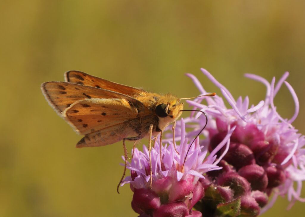 Skipper moth on purple rough blazing star flower
