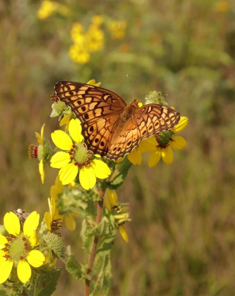 Varigated fritillary on Texas green eyes (Berlandiera texana)