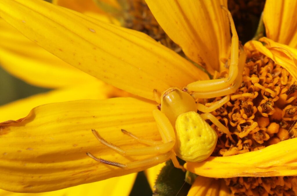 Crab spider awaiting prey