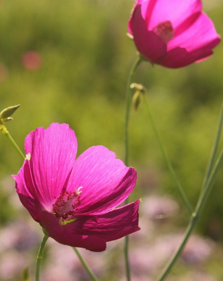 Fringed poppy mallow (Callirhoe digitata)