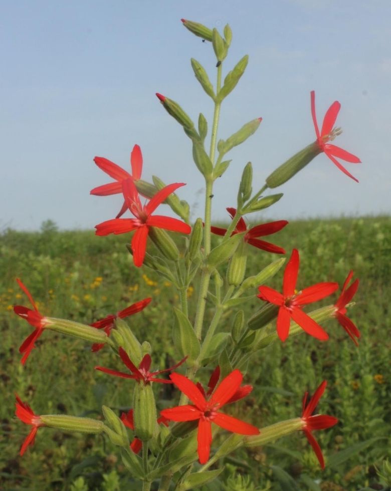 Royal catchfly (Silene regia)