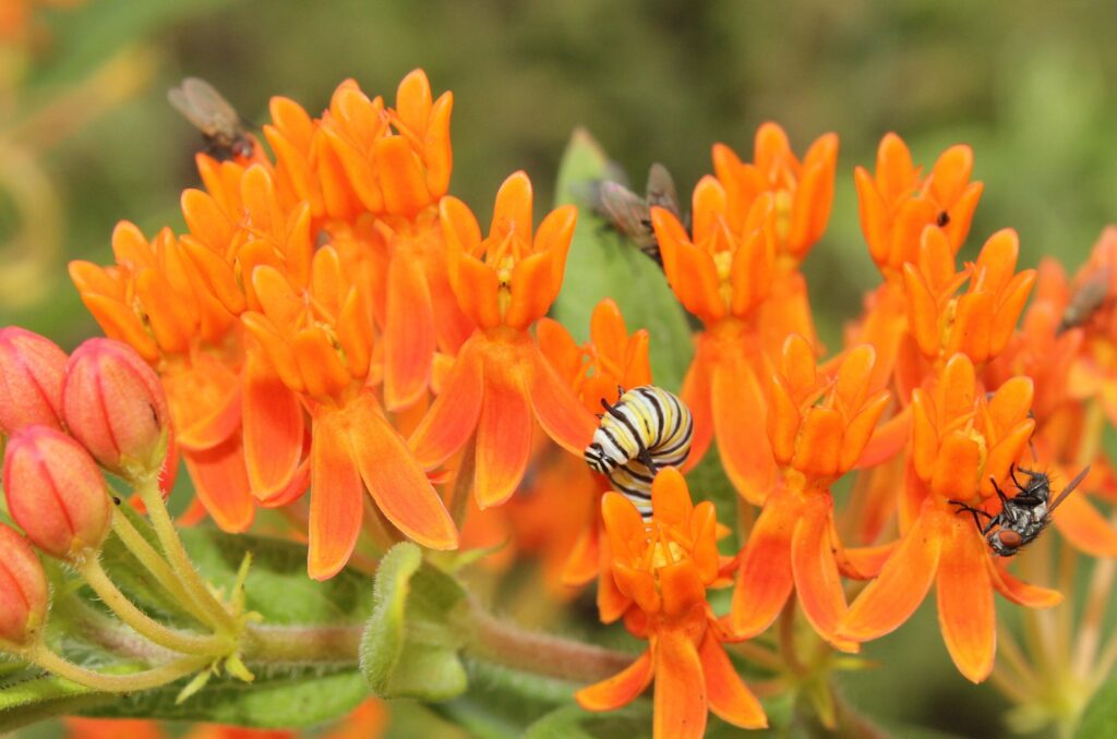 Monarch caterpillar on butterfly milkweed (Asclepias tuberosa)