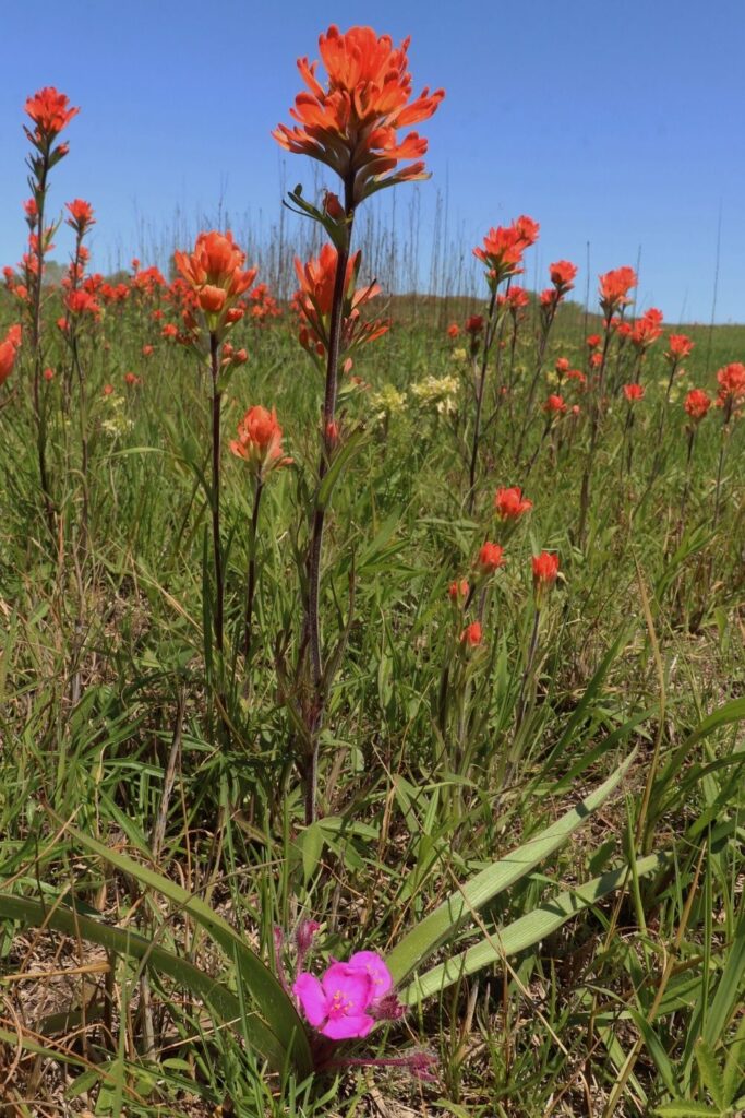 Indian paintbrush and dwarf spiderwort flowers in bloom