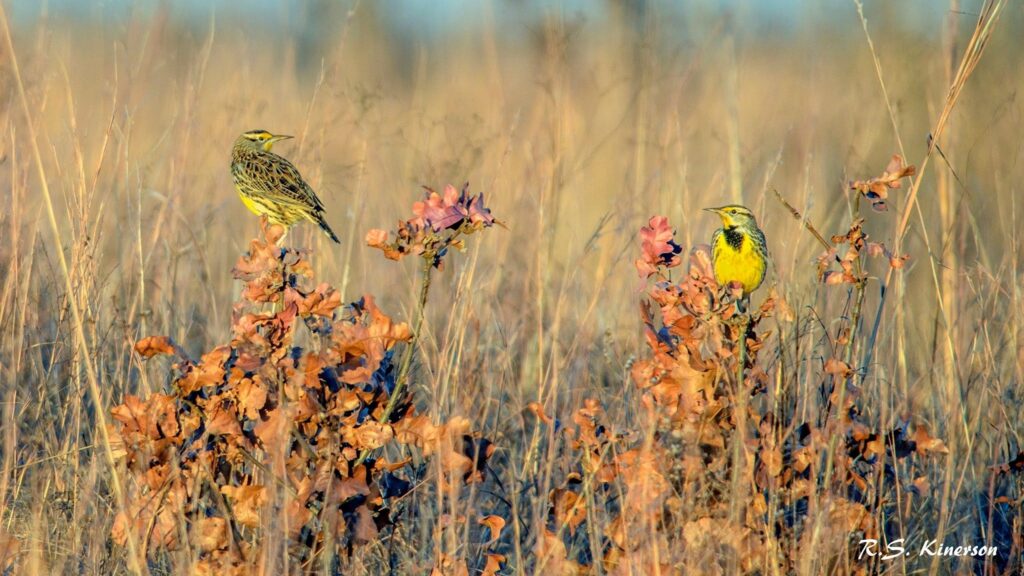Meadow Larks In Evening Light RussellSKinerson