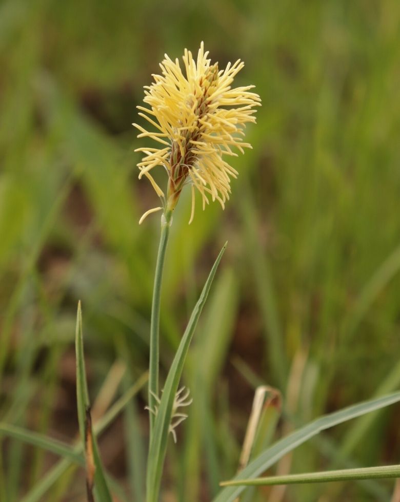 Mead's sedge (Carex meadii)