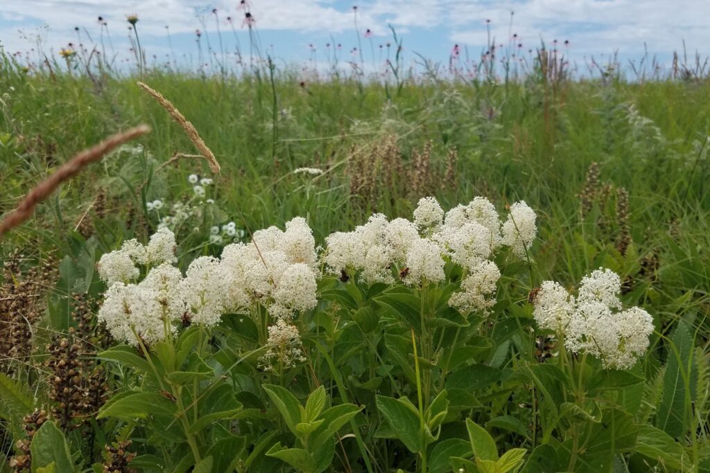 White New Jersey tea flowers in bloom