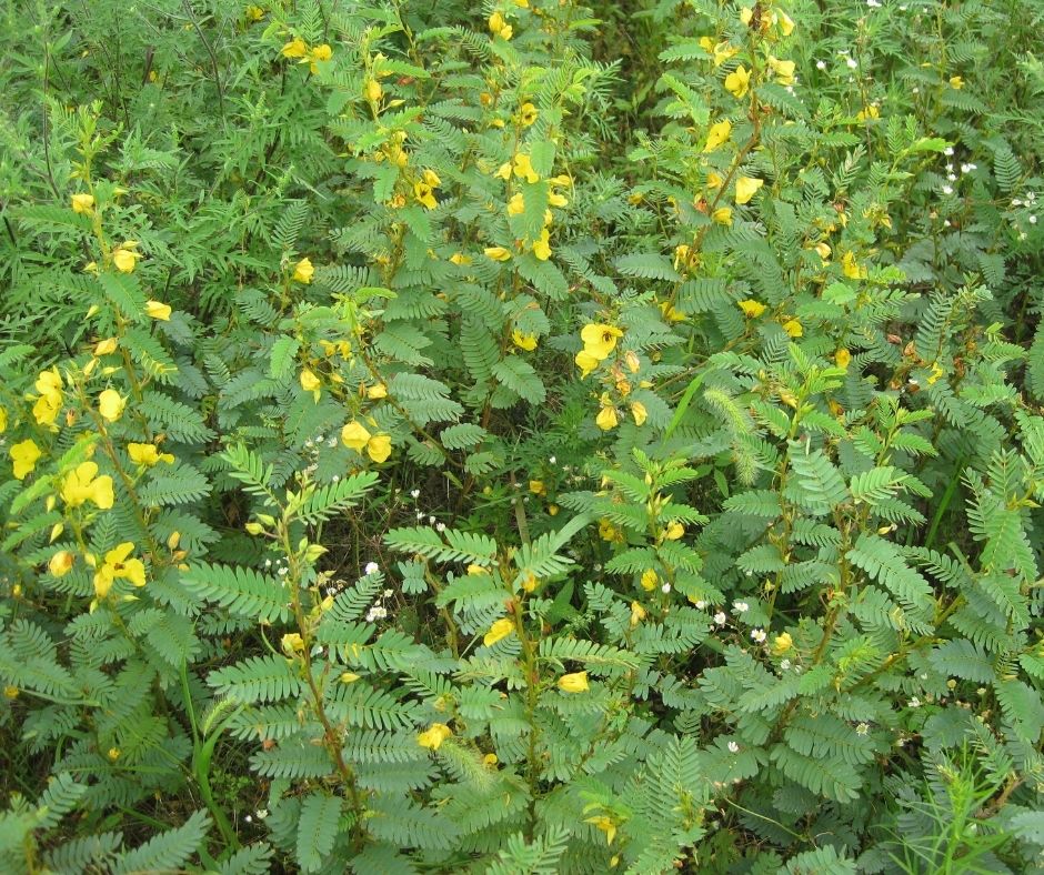 Yellow partridge pea flowers blooming