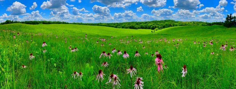 Purple coneflowers blooming in a green prairie with a bright blue sky