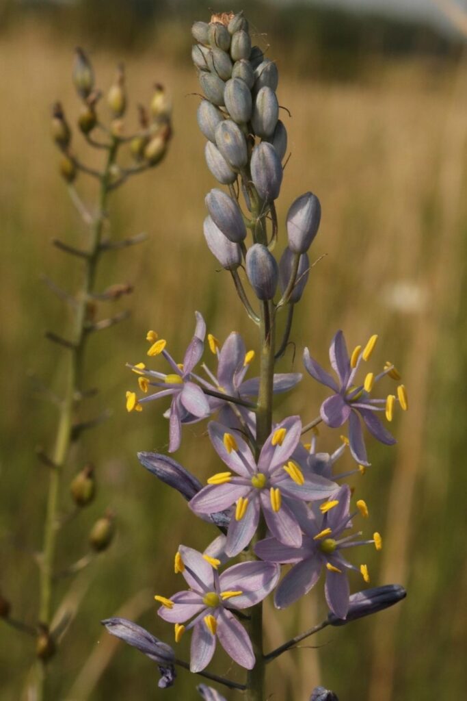 Prairie hyacinth (Camassia angusta) BS